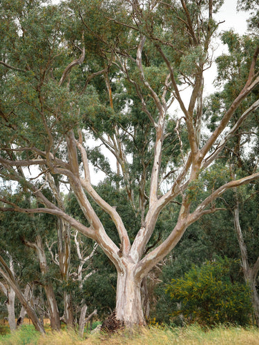 25 RED FOREST GUM Tree Eucalyptus Tereticornis Blue Grey Mountain Flower Seeds